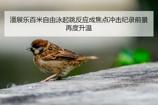 潘展乐百米自由泳起跳反应成焦点冲击纪录前景再度升温